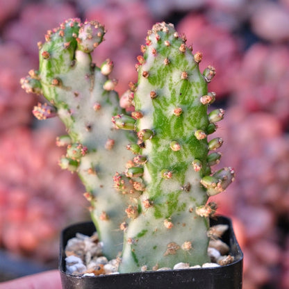 Opuntia monacantha variegata Variegated Joseph&