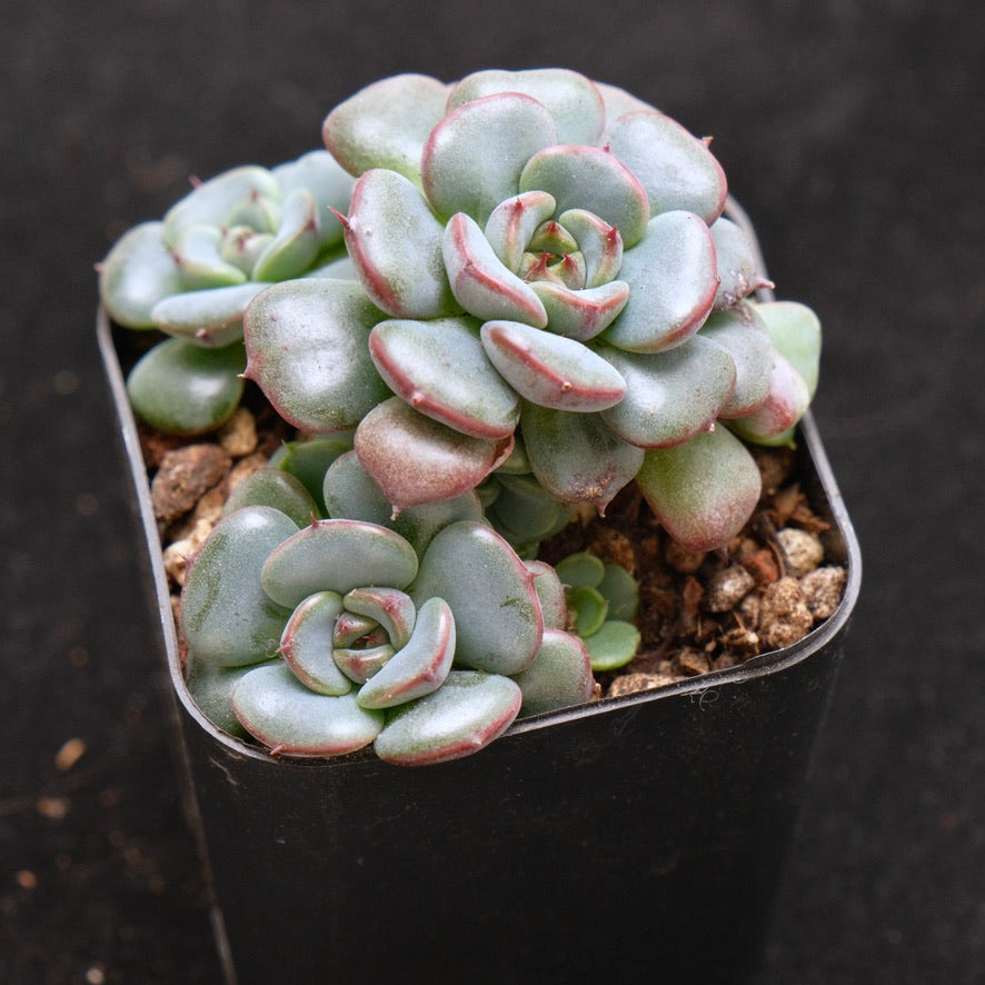Echeveria Wiz Beauty hybrid Korean Succulent Plant