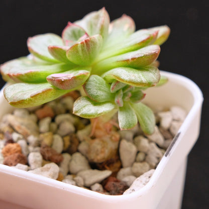 Variegated Echeveria Chris Boney Korean Succulent Plant