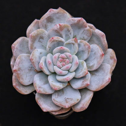 Echeveria Sweet Mint Korean Succulent Plant