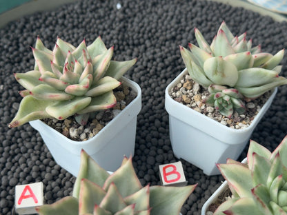 Variegated Echeveria agavoides Korean Succulent Plant