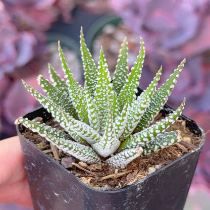 Haworthia fasciata &