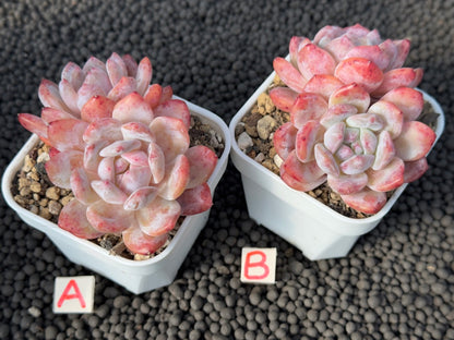 Echeveria Monroe double Imported Succulent Plant