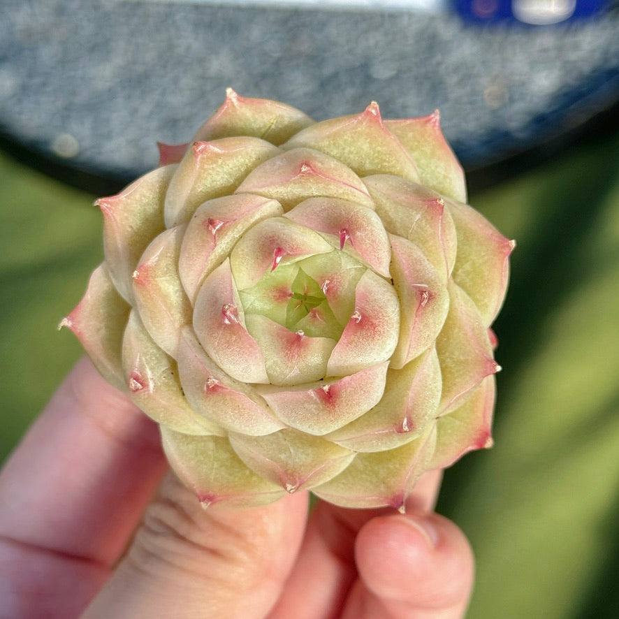 Echeveria Malgan Succulent Plant A