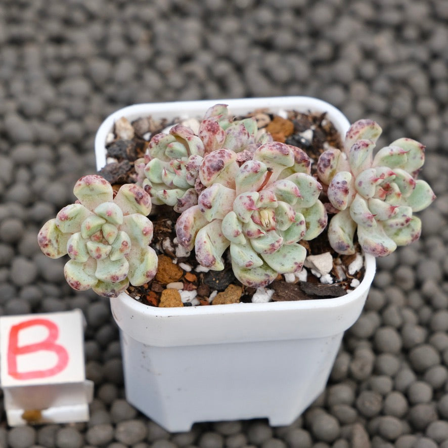 Echeveria Indigo Mini Korean Succulent Plant Hwaga Hybrid