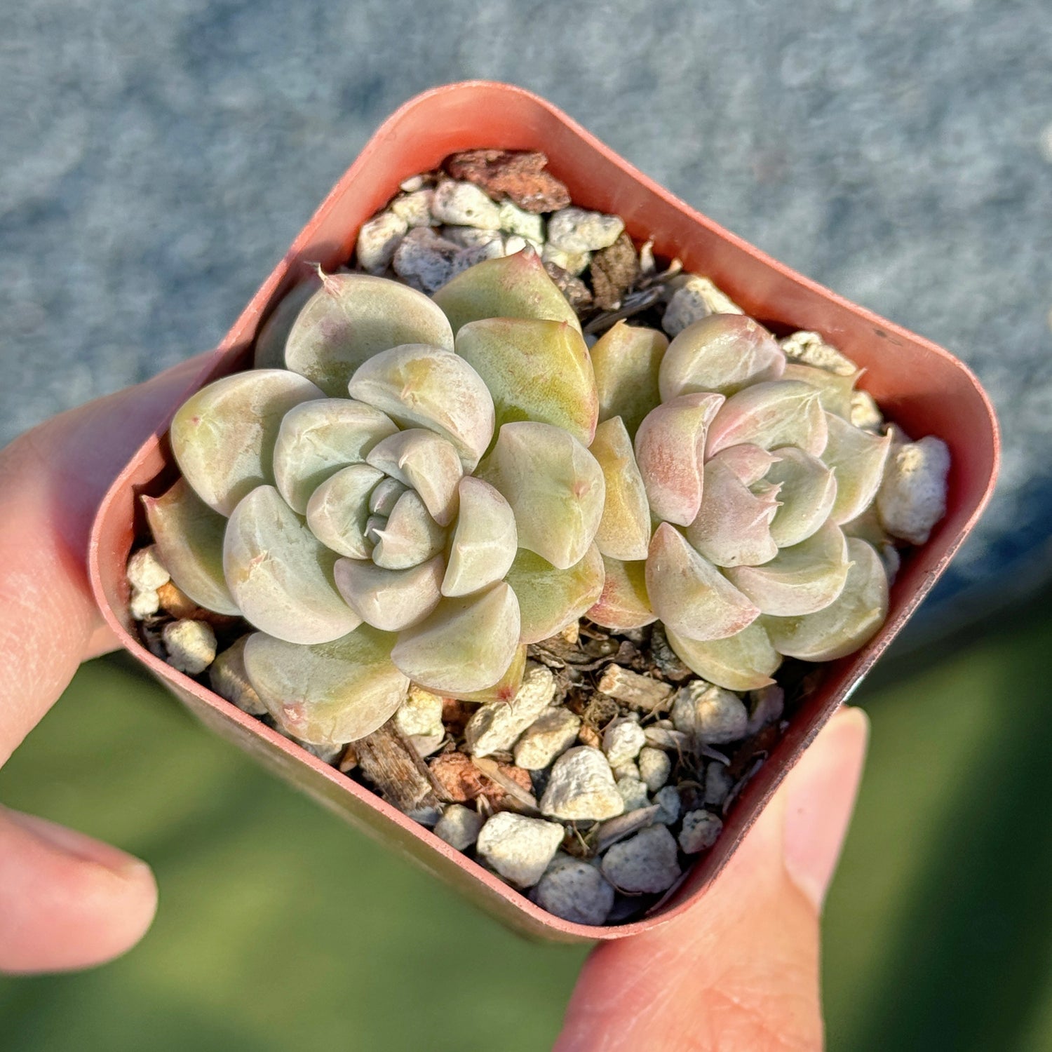 Echeveria Honey Diamond Korean Succulent Plant