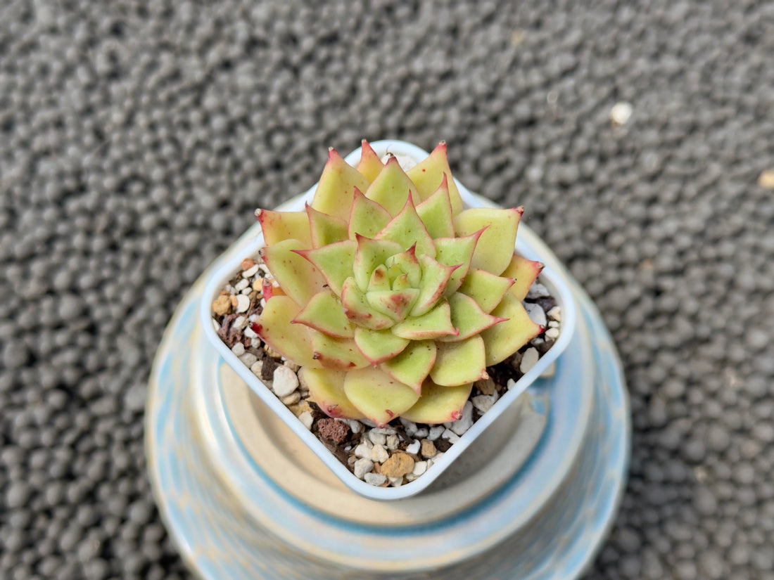 Echeveria Lilith Korean Succulent Plant Hwaga Hybrid