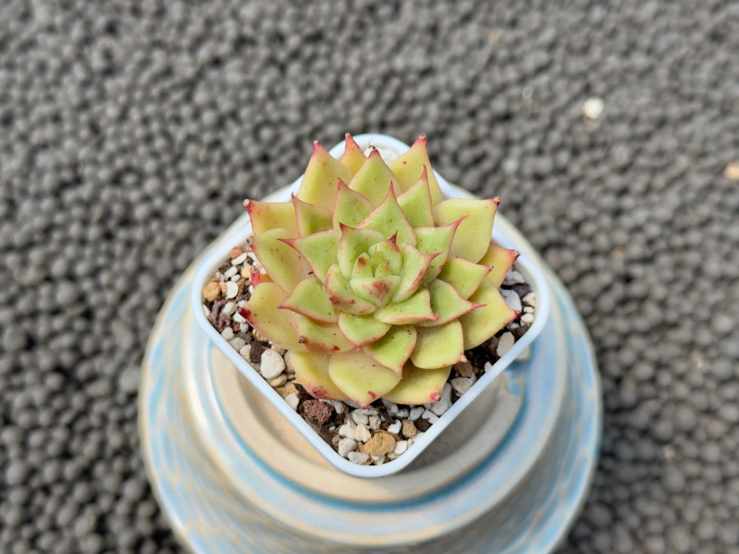Echeveria Lilith Korean Succulent Plant Hwaga Hybrid