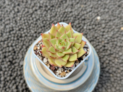 Echeveria Lilith Korean Succulent Plant Hwaga Hybrid