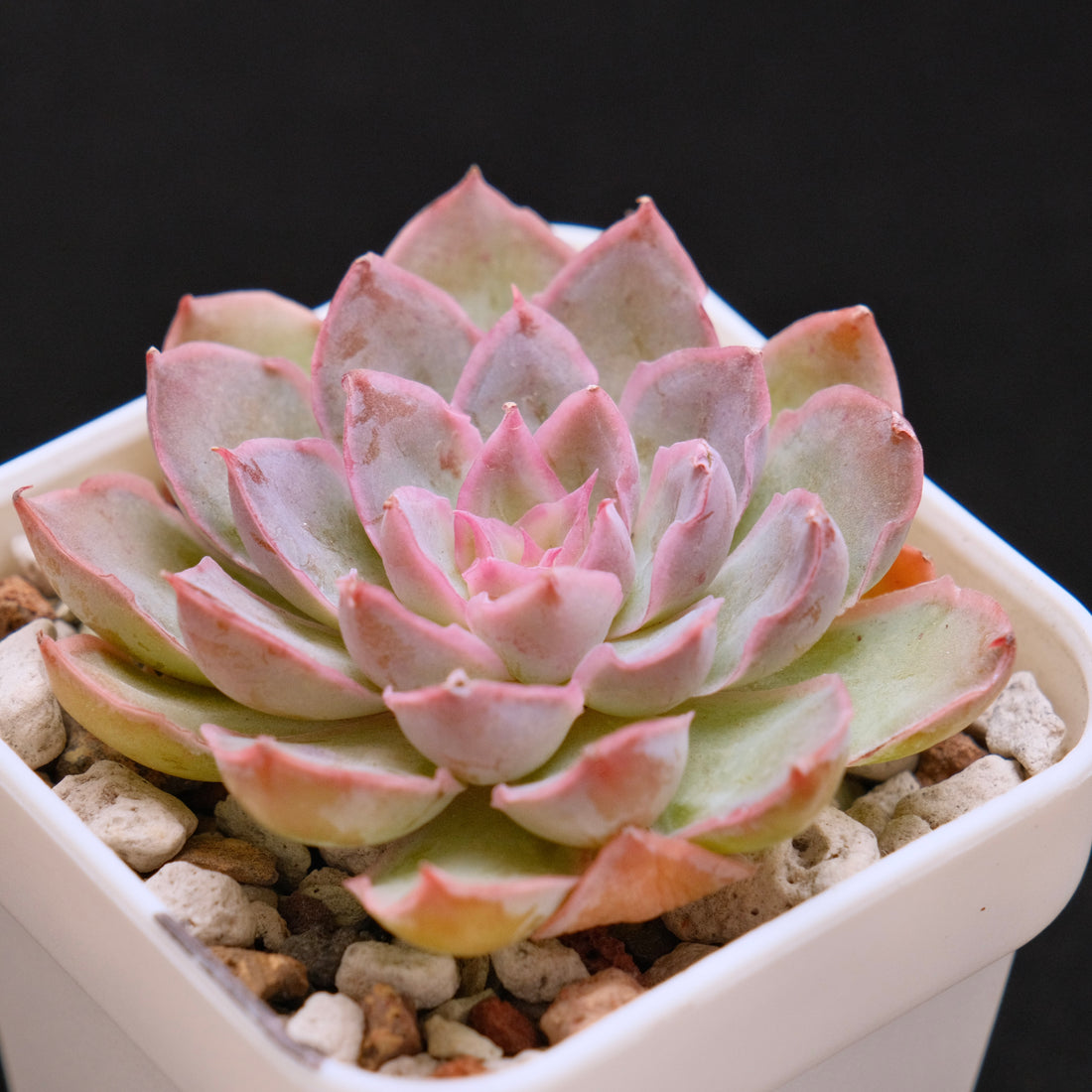 Echeveria Magic Savannah Korean Succulent Plant Air Magic Hybrid