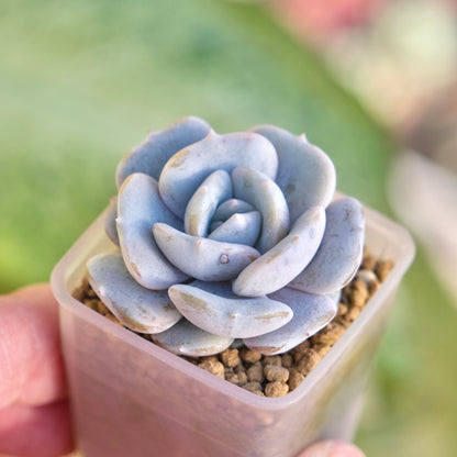 Echeveria Milk Purple Korean Succulent Plant Changhee hybrid