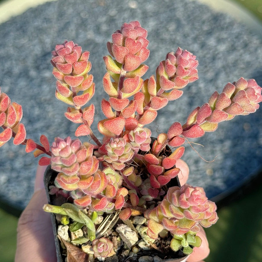 sedum versadense korean succulent Sedum Versadense Succulent Plant