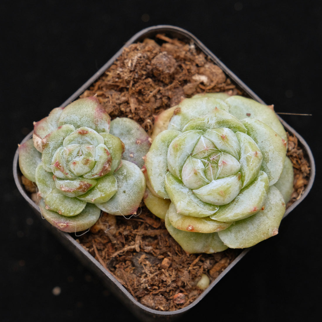 Montrose Echeveria Alba Beauty Korean Succulent Plant