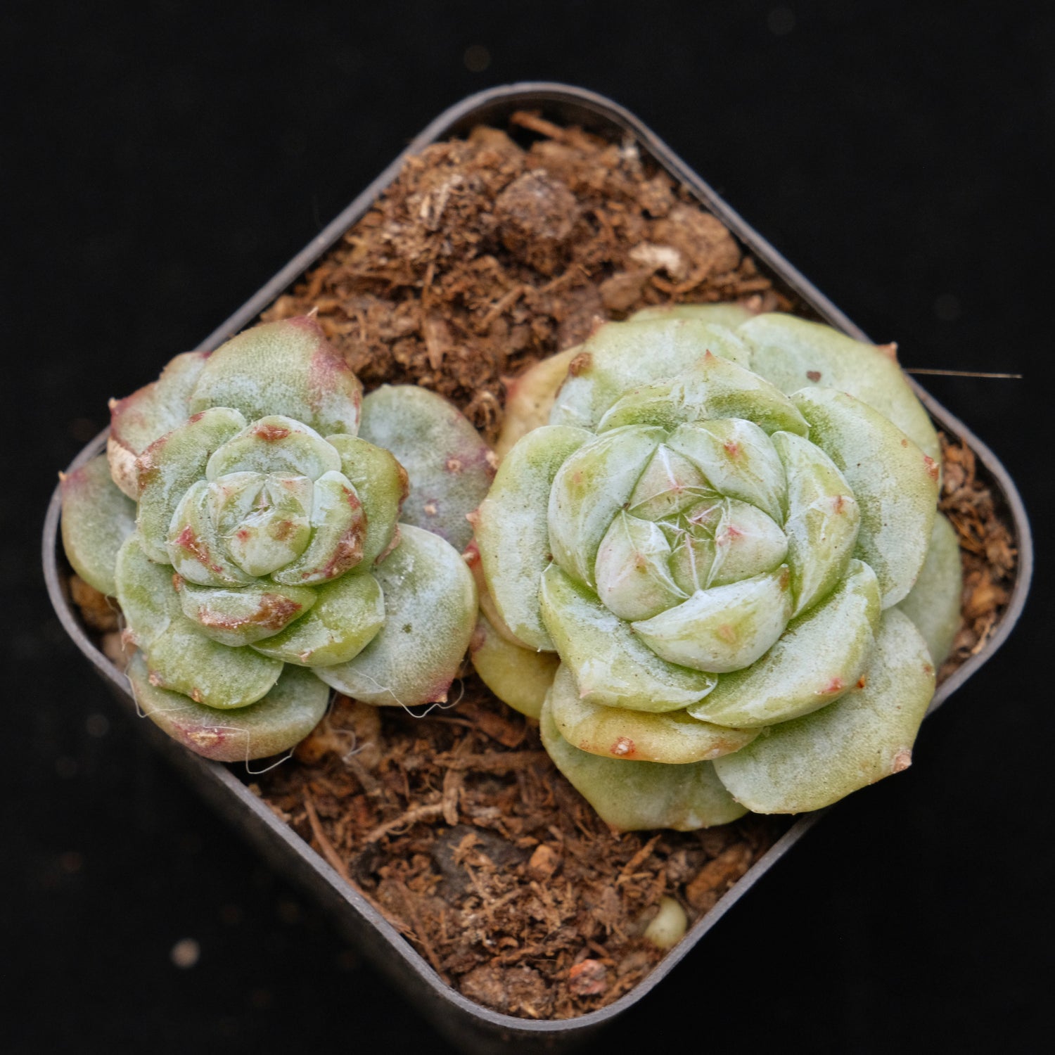 Montrose Echeveria Alba Beauty Korean Succulent Plant