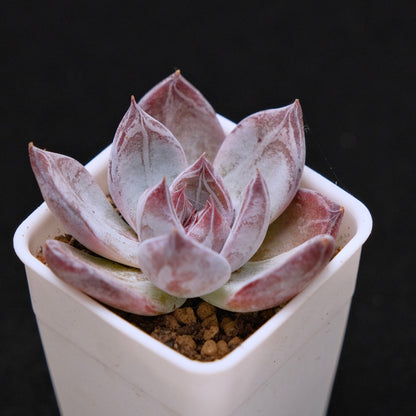 Echeveria Black Sabbath Korean Succulent Plant Air Magic Hybrid