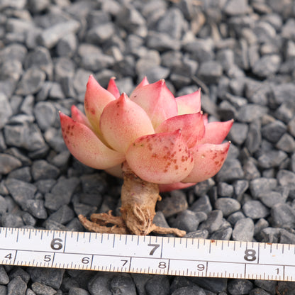 Echeveria hybrid Korean Succulent Plant