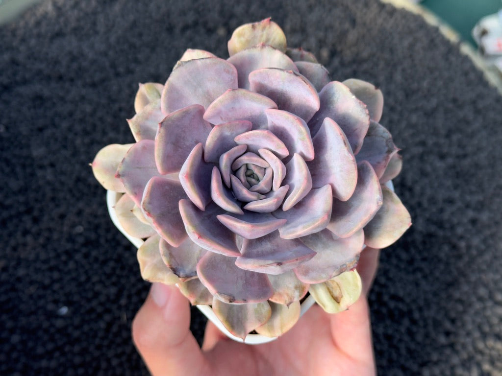 Variegated Echeveria Pink Funky Korean Succulent Plant