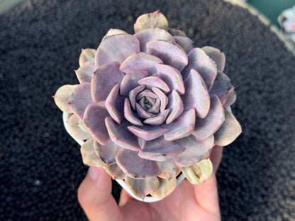 Variegated Echeveria Pink Funky Korean Succulent Plant