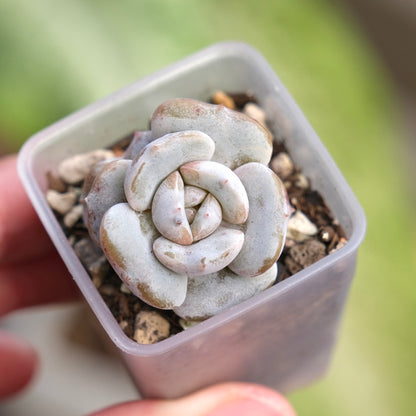 Echeveria Milk Purple Korean Succulent Plant Changhee hybrid