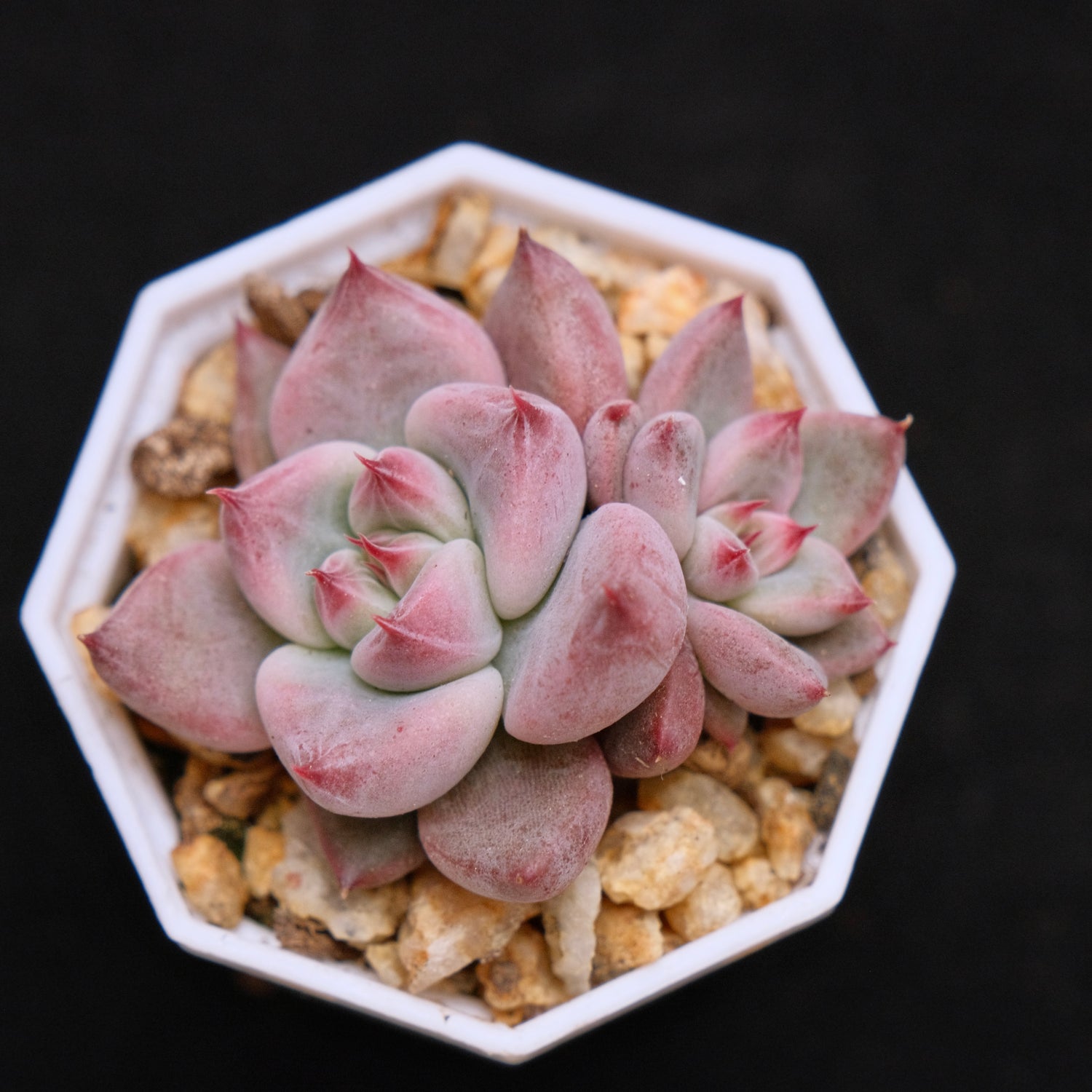 Echeveria Peña babies Korean Succulent Plant