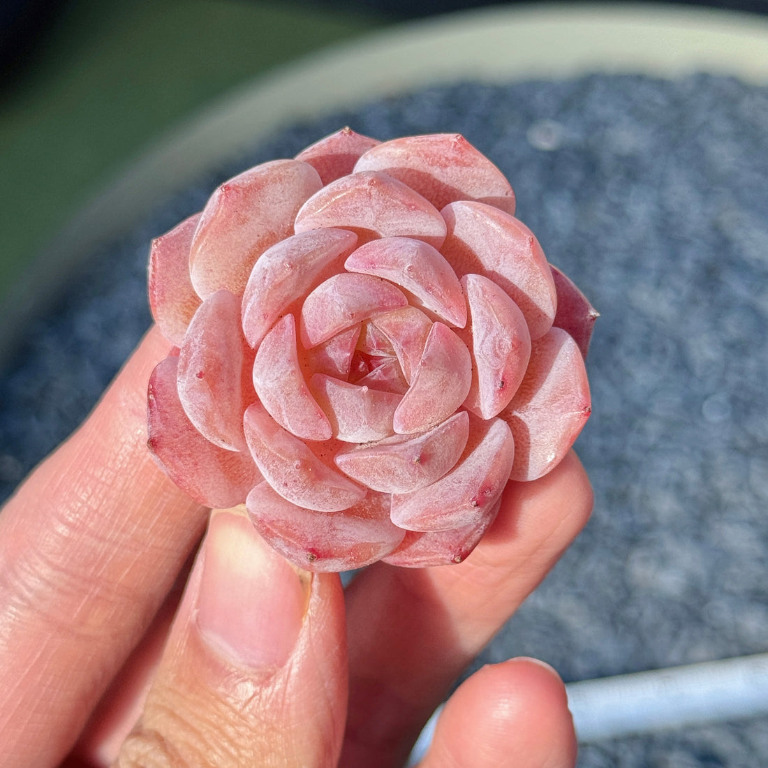 Echeveria Jelly Hybrid Succulent Plant D