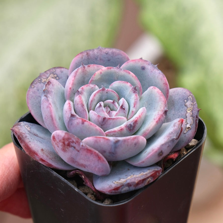 Echeveria Cold Brew Korean Succulent Plant Air Magic hybrid
