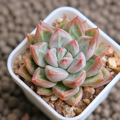 Echeveria Banksy Imported Succulent Plant