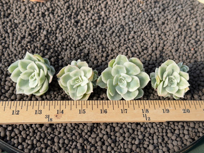 Variegated Echeveria Lemon Rose Korean Succulent Plant