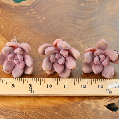 Graptoveria Diamante Rosa Korean Succulent Plant