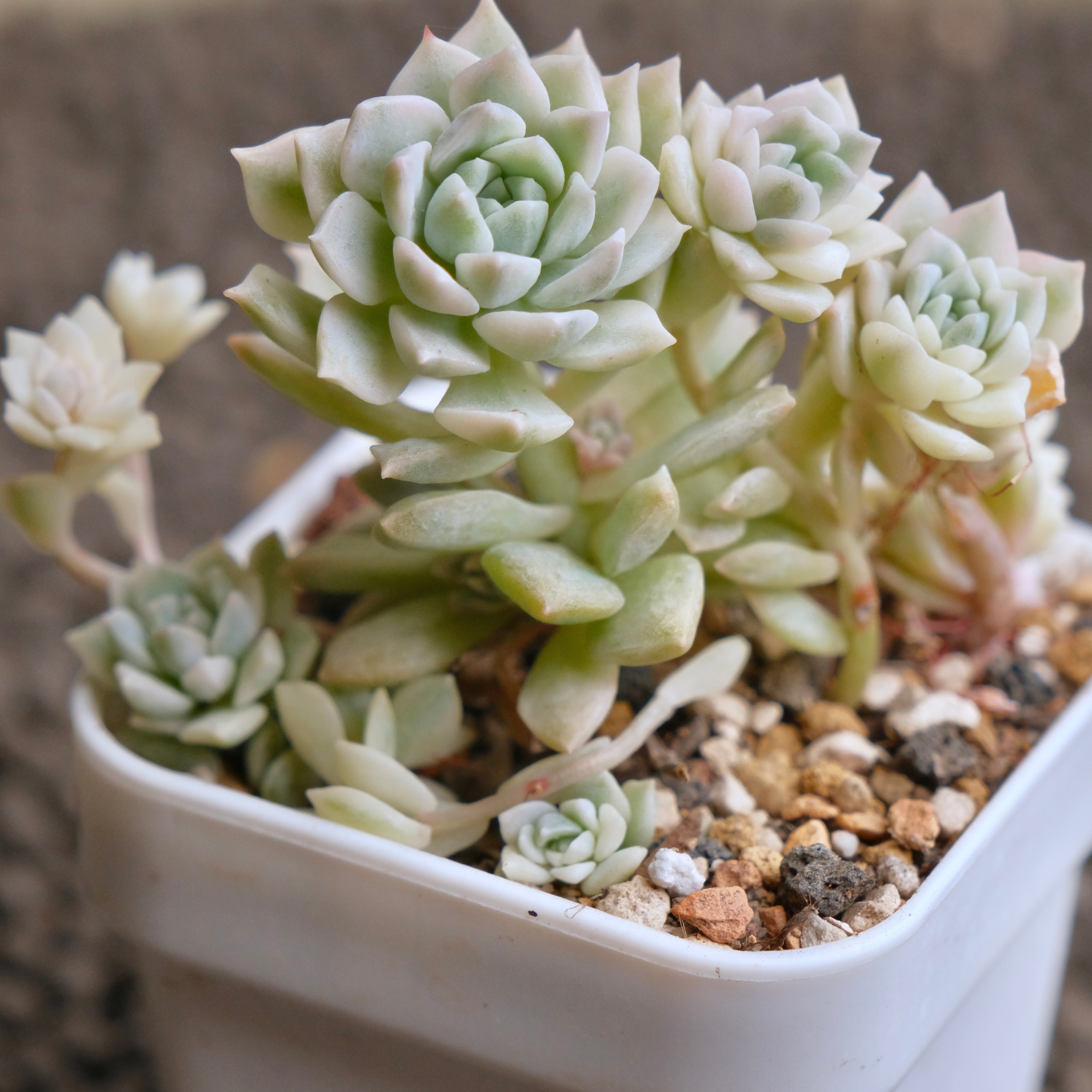 Variegated Echeveria Prolifica Korean Succulent Plant