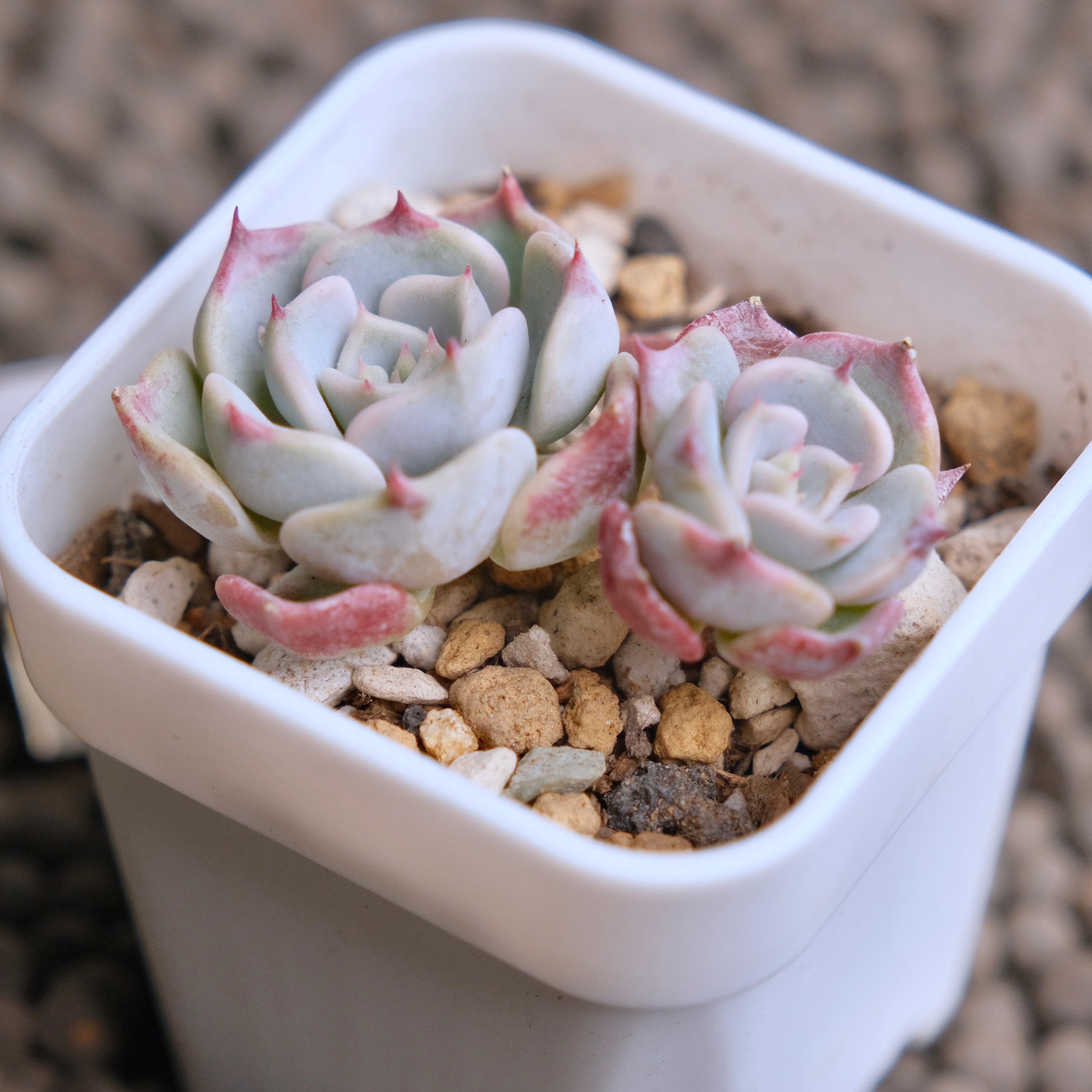 Echeveria Kiss me (Changhee hybrid) Korean Succulent Plant - B