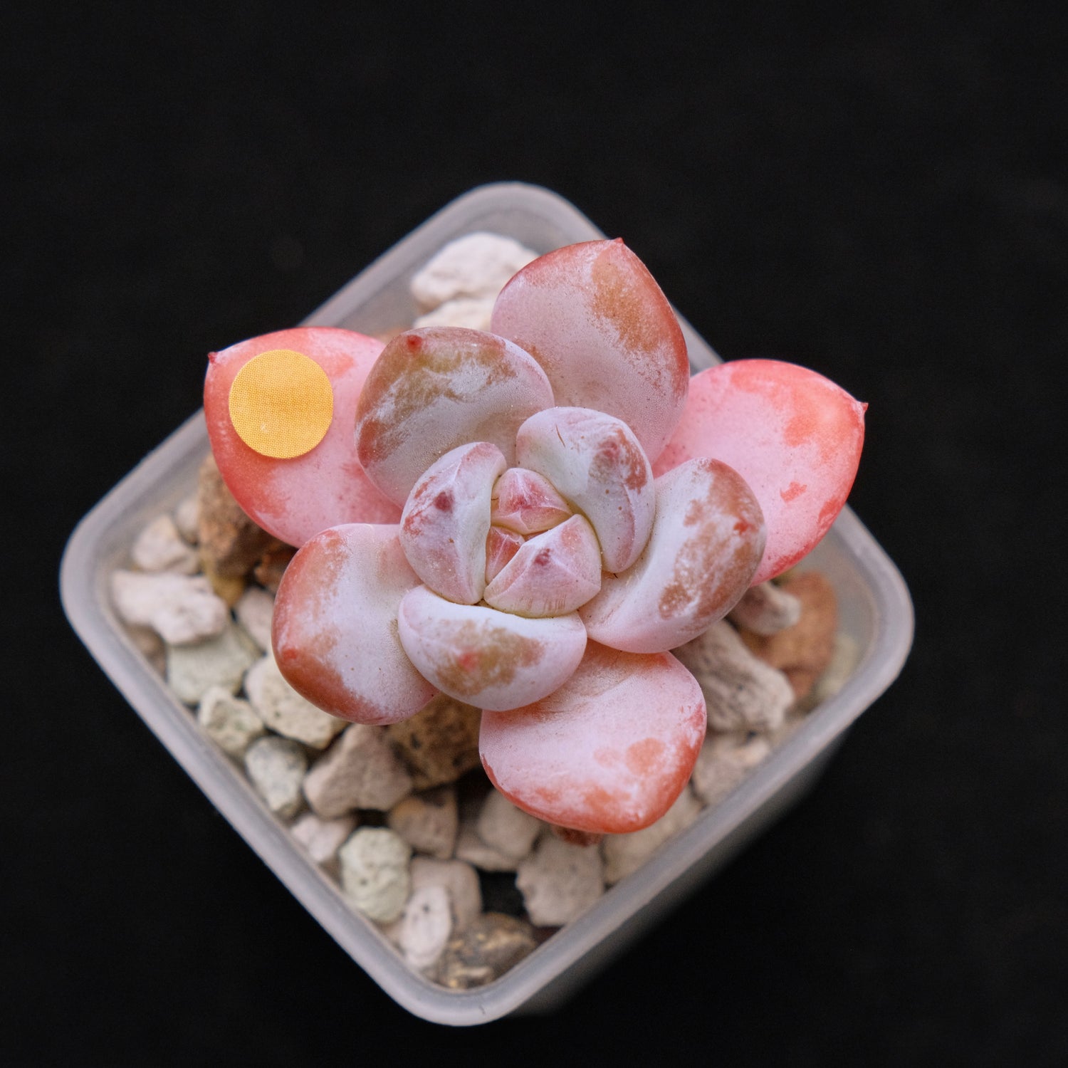 Echeveria Star Snow Imported Succulent Plant small 星星雪