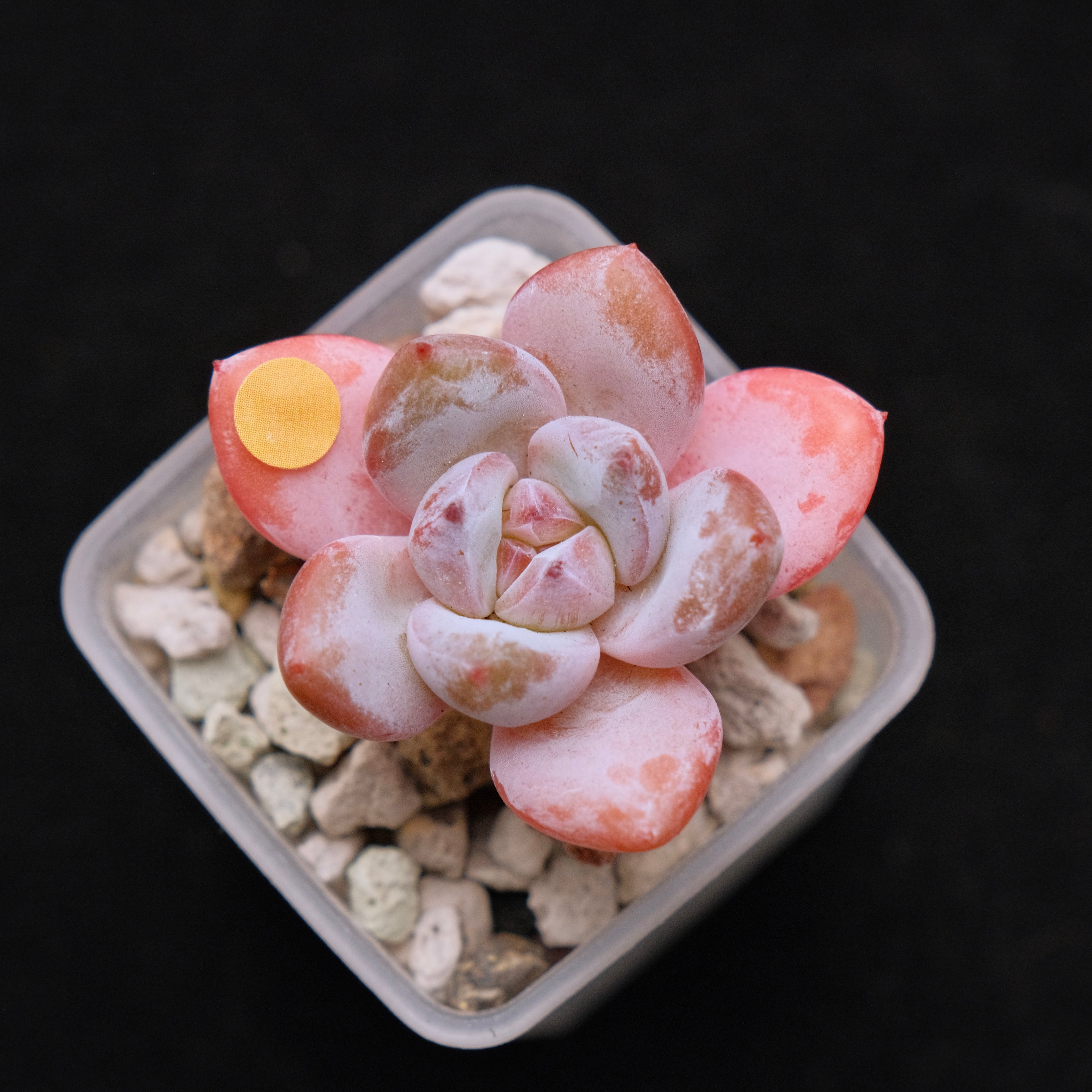 Echeveria Star Snow Imported Succulent Plant small 星星雪