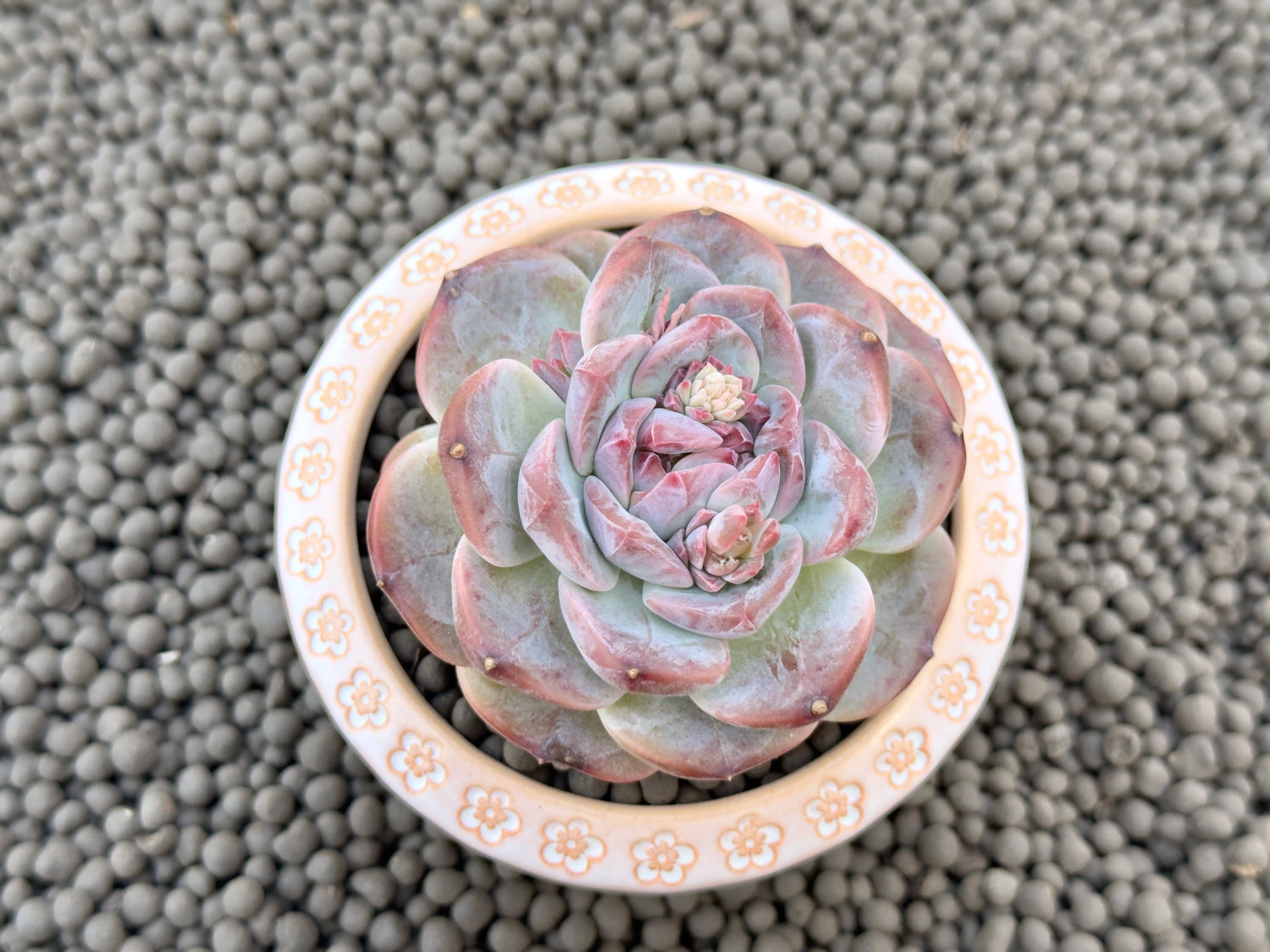 Echeveria Ice Soul Imported Succulent Plant