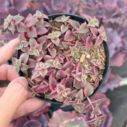 Variegated Crassula calico kitten Succulent Plant