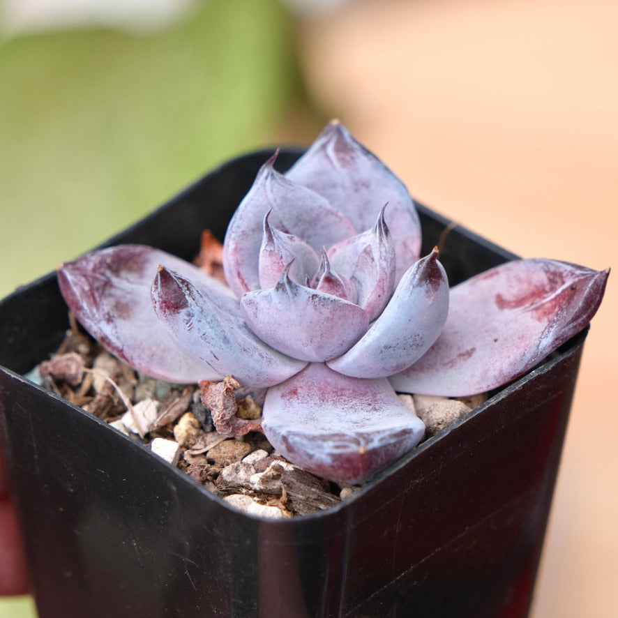 Echeveria Black Sabbath Korean Succulent Plant