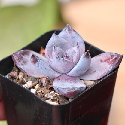 Echeveria Black Sabbath Korean Succulent Plant