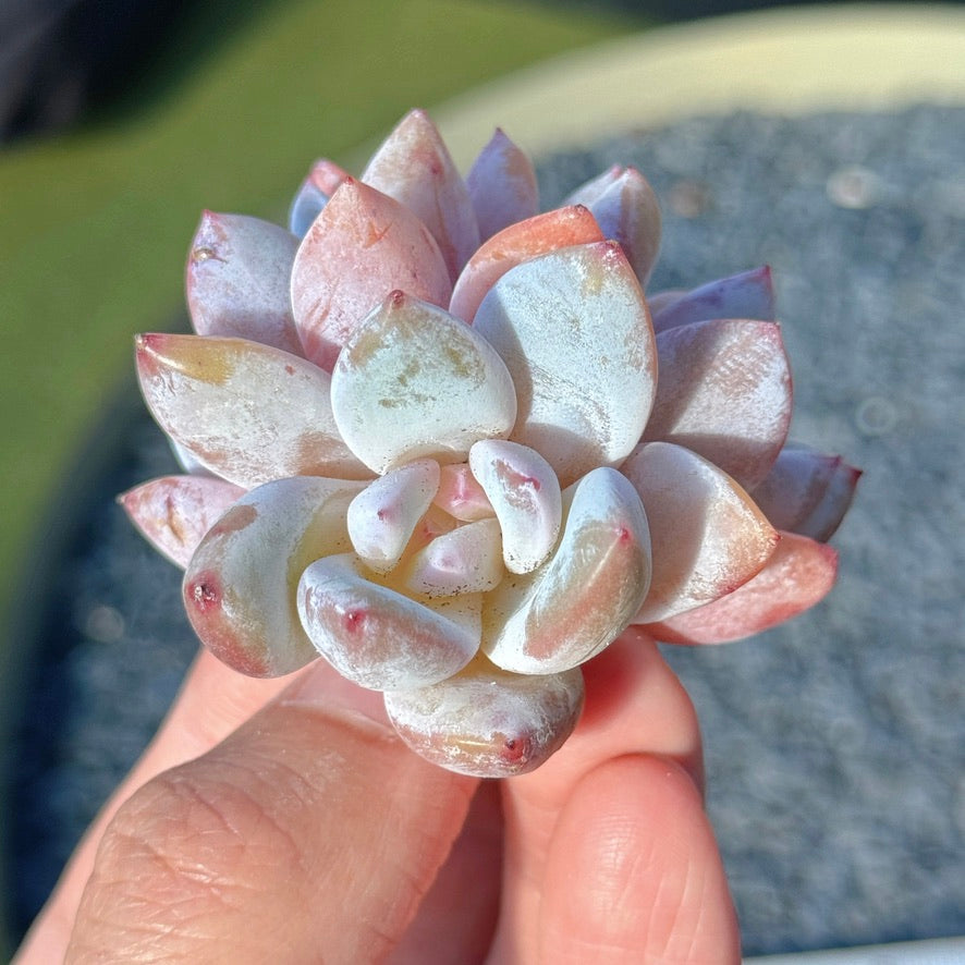 Echeveria Trumso Succulent Plant D