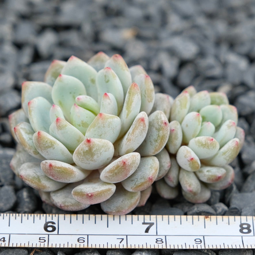 Echeveria Monroe hybrid Imported Succulent Plant