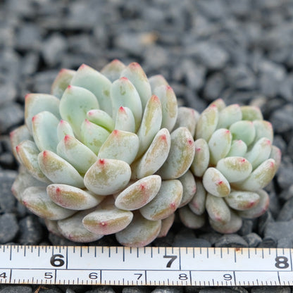 Echeveria Monroe hybrid Imported Succulent Plant