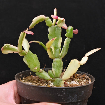 Variegated Christmas Cactus Succulent Plant