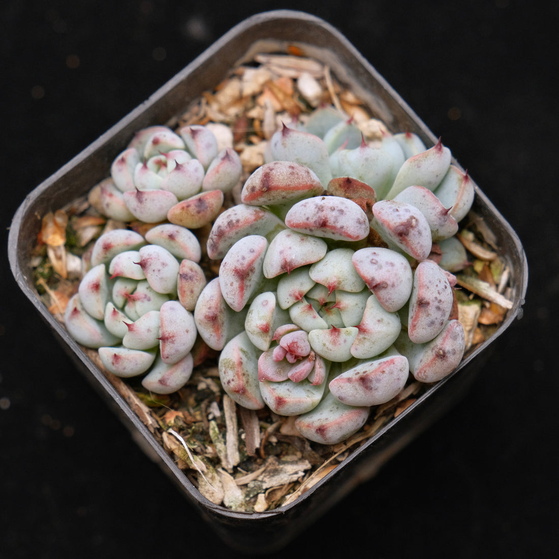 Echeveria Indigo Mini Korean Succulent Plant Hwaga Hybrid