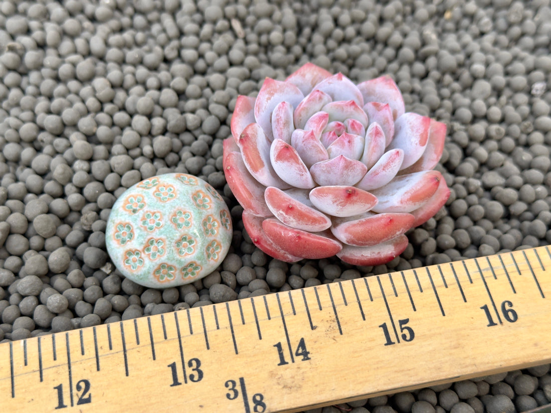 Echeveria Hoshikage Imported Succulent Plant