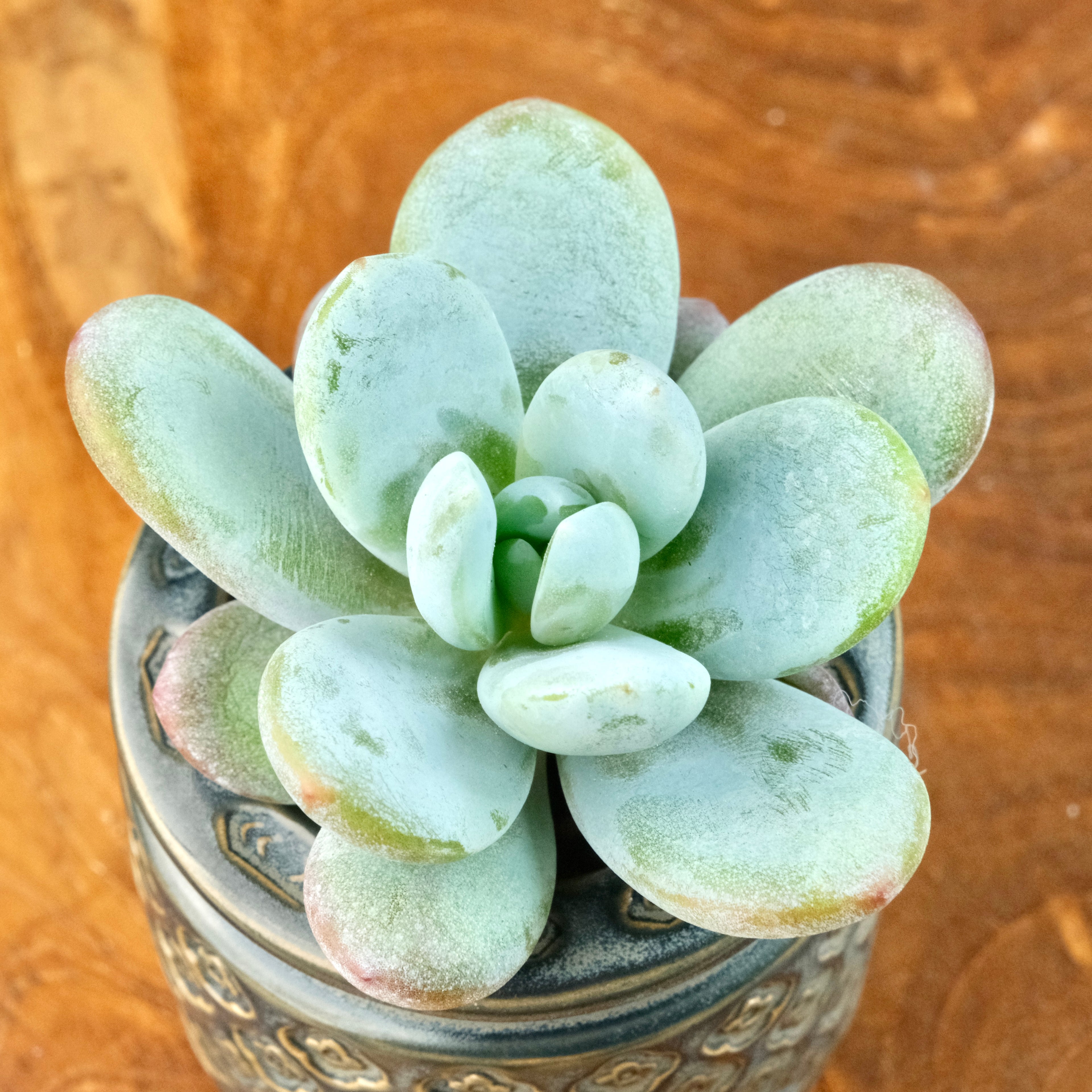 Jeronimoa Cuicatecana Korean Succulent Plant