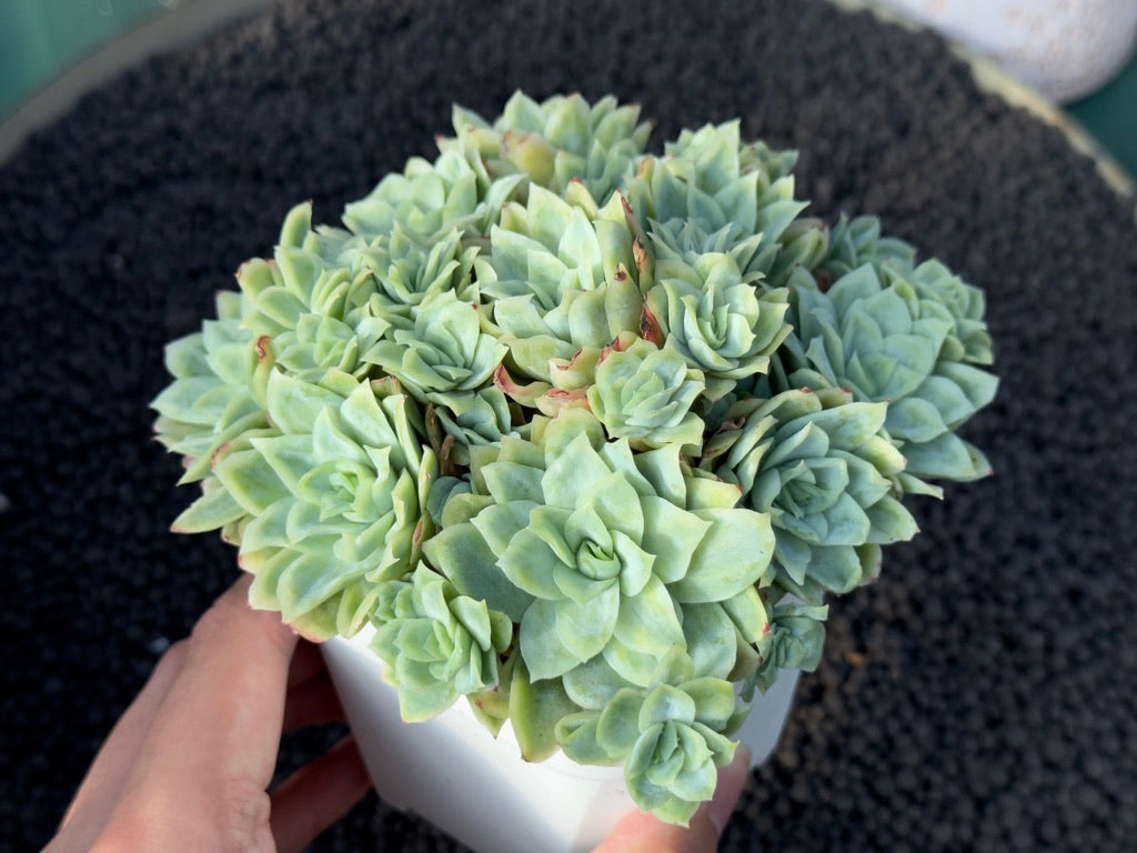 Monstrose Echeveria Rose Queen Imported Succulent Plant