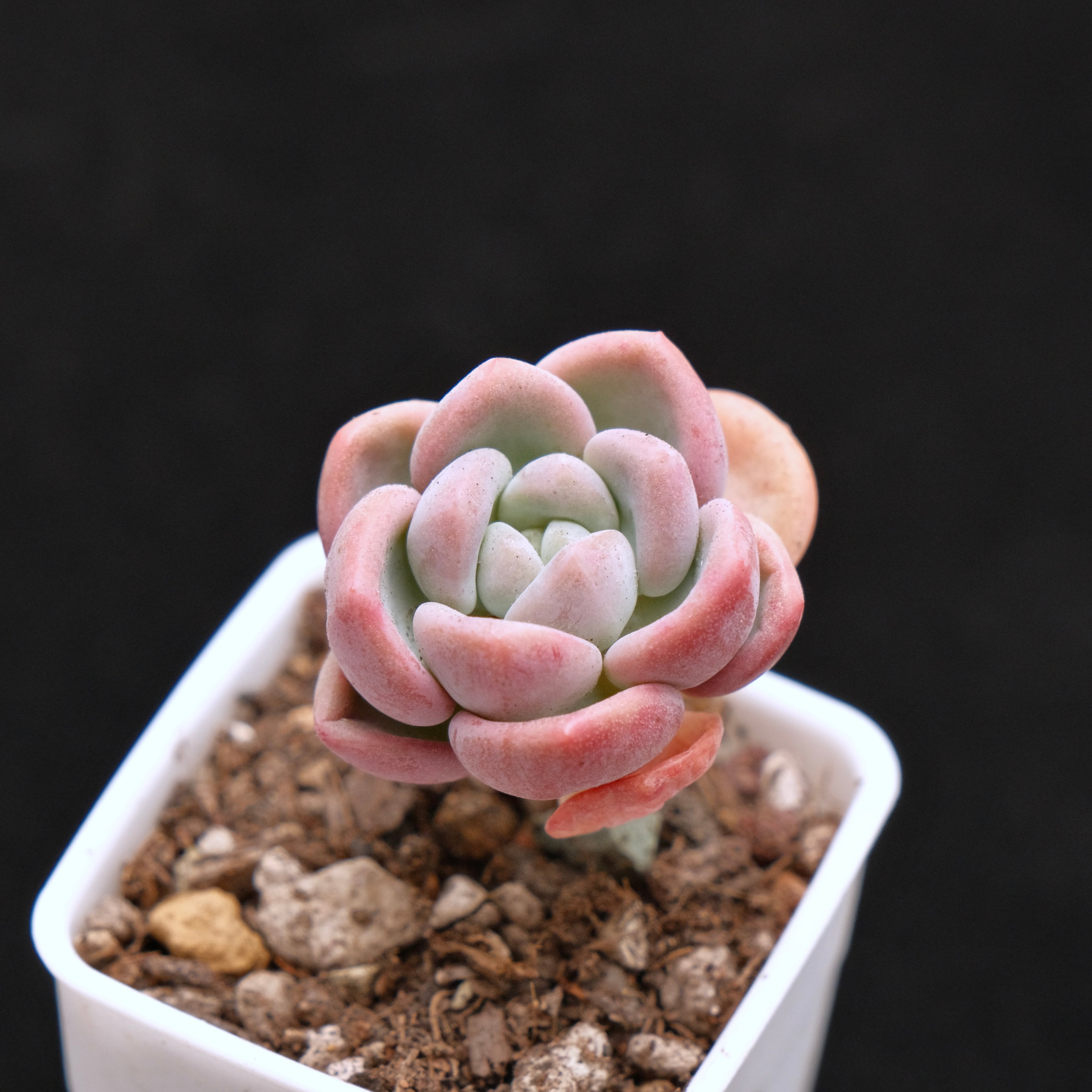 Echeveria Ice Cream baby Korean Succulent Plant