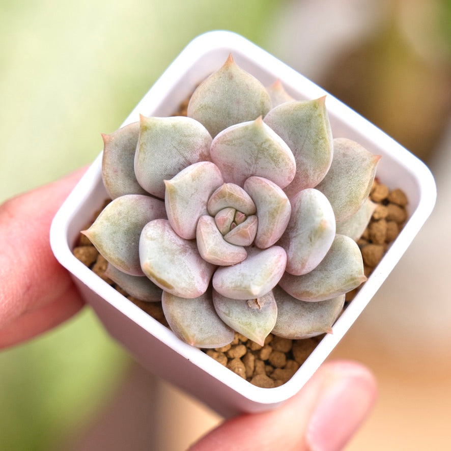 Echeveria Pastel Leon Korean Succulent Plant
