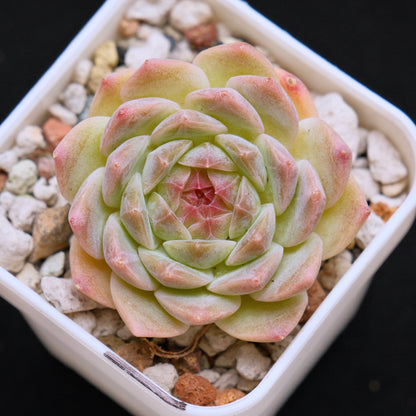 Echeveria Dreamland Imported Succulent Plant *New* 梦境