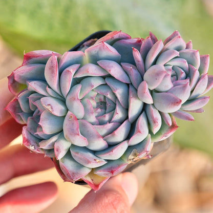 Echeveria Queen Rose Korean Succulent Plant