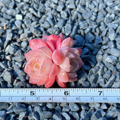 Echeveria Rosé Succulent Plant D